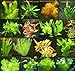 foto 150 Wasserpflanzen XXL Set, Dünger, Aufbereiter, Aquariumpflanzen für alle Bereiche, Aquarienpflanzen in rot und grün, 22 Bund 2024-2023