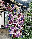 photo: You can buy Clematis ~Mixed Colors~ 20Seeds Wonderful Large Blooms 20+ Perennial Vine Seeds online, best price $13.90 new 2024-2023 bestseller, review