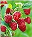 foto BALDUR Garten Himbeeren TwoTimer® Sugana®, 1 Pflanze Rubus idaeus Himbeerpflanze 2024-2023