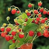 foto: jetzt Alpine Strawberry Baron Solemacher Samen - Wald-Erdbeere Online, bester Preis 9,89 € neu 2024-2023 Bestseller, Rezension