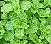 photo Heirloom 200 Graines de menthe verte Mentha spicata menthe pouliot plante herbacée vivace Graines de fleurs A019 2024-2023