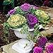 photo 30 Ornamental Cabbage Seeds - Colorful and Exotic Decoration Plants 2024-2023