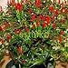 foto 50pcs / lot de la herencia Semillas Thai Sun del pimiento picante de chile Capsicum annuum ornamental Bonsai Plant Mini Hot Pepper Seeds 2024-2023