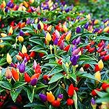 photo: You can buy 5 Color Pepper Plant Seeds for Planting | 25+ Seeds | Exotic Garden Seeds to Grow Multicolored Peppers | Amazing online, best price $8.29 ($0.33 / Count) new 2024-2023 bestseller, review
