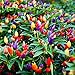 photo 5 Color Pepper Plant Seeds for Planting | 25+ Seeds | Exotic Garden Seeds to Grow Multicolored Peppers | Amazing 2024-2023