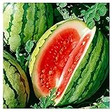 photo: You can buy 25 Dixie Queen Watermelon Seeds | Non-GMO | Heirloom | Instant Latch Garden Seeds online, best price $5.95 new 2024-2023 bestseller, review