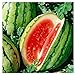 photo 25 Dixie Queen Watermelon Seeds | Non-GMO | Heirloom | Instant Latch Garden Seeds 2022-2021