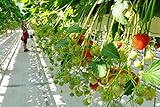 foto: comprar Auntwhale 100 semillas de fresas trepadoras on-line, mejor precio 3,99 € nuevo 2024-2023 éxito de ventas, revisión