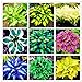 foto 100 semillas de Hosta Plantaginea / sombra de hielo de fuego, semillas de flores de jardín, bonsái, decoración del hogar y la oficina 2024-2023