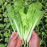 photo: You can buy MOCCUROD 200+Pak Choi Seeds Green Stem Cabbage Bok Choy Four Season Vegetable online, best price $7.99 ($0.04 / Count) new 2024-2023 bestseller, review