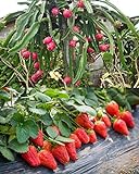 photo: You can buy 100PCS Fruit Seeds Set Dragon Fruit Seeds Strawberries Strawberry Seeds 100PCS Non-GMO online, best price $9.00 ($0.09 / Count) new 2024-2023 bestseller, review