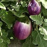 foto: jetzt Aubergine - Eierfrucht - mittelfrüh - Violetta di Firenze - 20 Samen Online, bester Preis 2,29 € neu 2024-2023 Bestseller, Rezension
