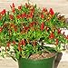 foto N.E.W Hot Heirloom 50/Lot Thai Sun Hot Pfeffer Capsicum Pfeffer Ornament Chili Samen Bonsai Pflanze Mini Hot Pepper Samen 2024-2023