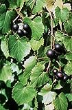 foto: jetzt 5 Samen von Vitis rotundifolia PURPLE Muscadine Traubenkernen Online, bester Preis 14,99 € neu 2024-2023 Bestseller, Rezension