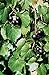 foto 5 Samen von Vitis rotundifolia PURPLE Muscadine Traubenkernen 2024-2023
