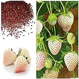 photo: You can buy MOCCUROD 300pcs White Alpine Strawberry Fragaria Vesca Pineberry Sweet Pineapple Flavour Seeds online, best price $7.99 ($0.03 / Count) new 2024-2023 bestseller, review