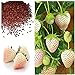 photo MOCCUROD 300pcs White Alpine Strawberry Fragaria Vesca Pineberry Sweet Pineapple Flavour Seeds 2023-2022