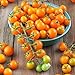 photo Sun Gold Hybrid Tomato Seeds (40 Seed Pack) 2024-2023