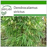 foto: comprar SAFLAX - Bambú de Calcuta - 50 semillas - Con sustrato estéril para cultivo - Dendrocalamus strictus on-line, mejor precio 4,45 € nuevo 2024-2023 éxito de ventas, revisión