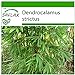 foto SAFLAX - Bambú de Calcuta - 50 semillas - Con sustrato estéril para cultivo - Dendrocalamus strictus 2024-2023
