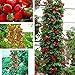 foto Semillas Ecológicas Minigarden 50 piezas semillas de fresa roja fruta casera decoración en maceta plantas trepadoras-1 # 2024-2023