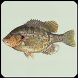foto: jetzt Fisch Arten Trivia Quiz Online, bester Preis 1,08 € neu 2024-2023 Bestseller, Rezension