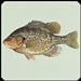 foto Fisch Arten Trivia Quiz 2024-2023